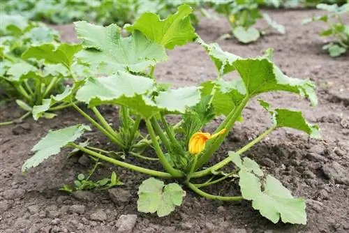 courgette planten