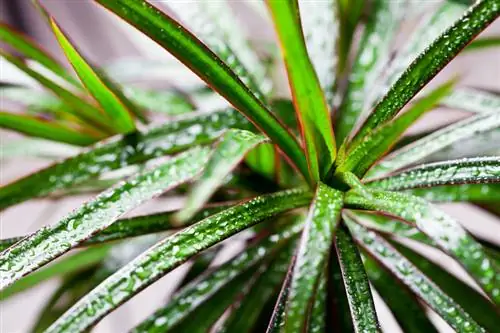 Verzorging van palmlelies: zo gedijt uw plant