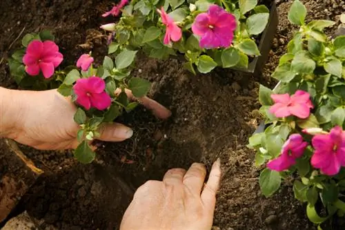 Å plante edle liljer kan være så enkelt