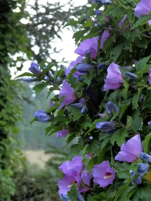 Aina na aina za hibiscus