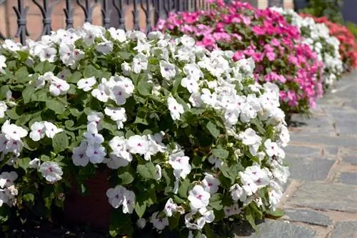 Perfecte locatie voor impatiens: kamer en tuin