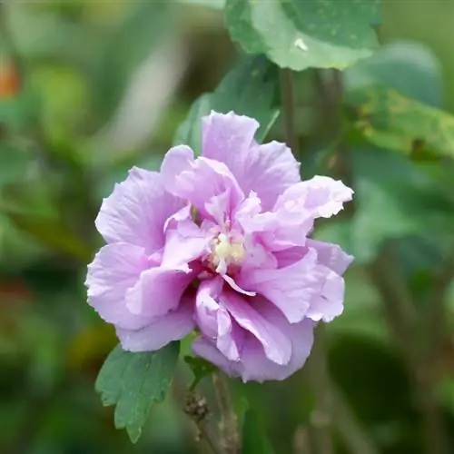 jardín de hibiscos