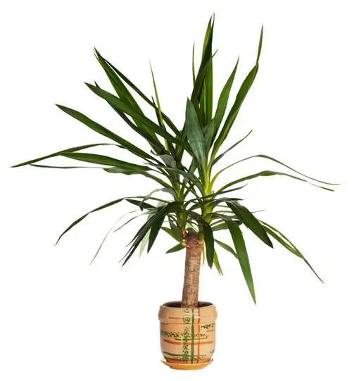 Yucca tidak mekar