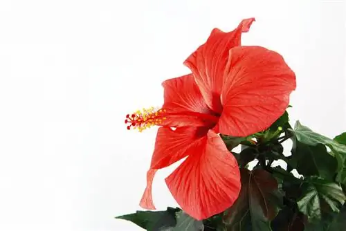 Hibiscus: Identify pests and combat them effectively