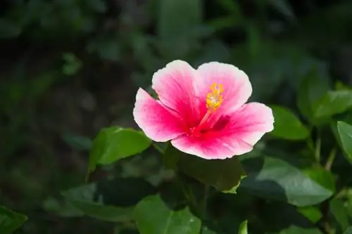 hibisco de agua