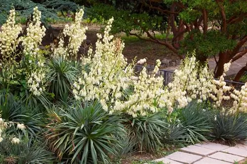 Lirio de palma velada: todo sobre esta impresionante planta de jardín