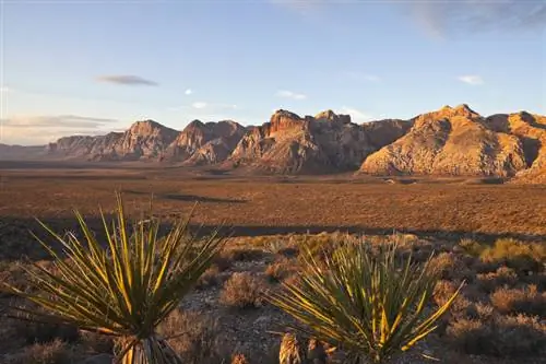 Yucca-agaveplant