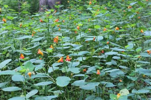 Slåss mot impatiens