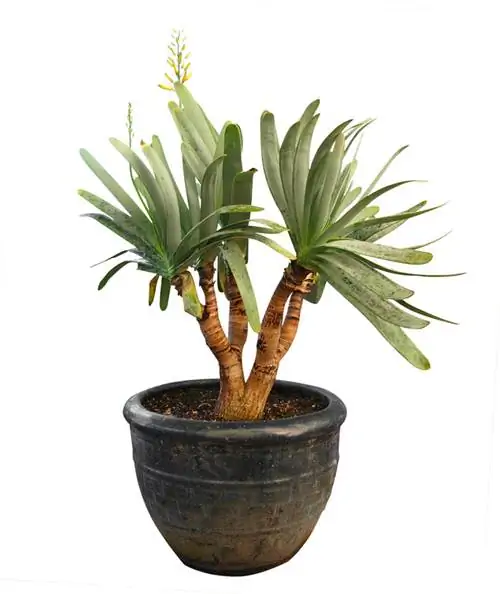 Yucca toxique