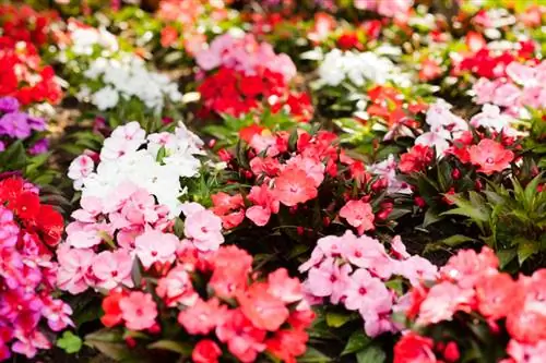 Impatiens vrste