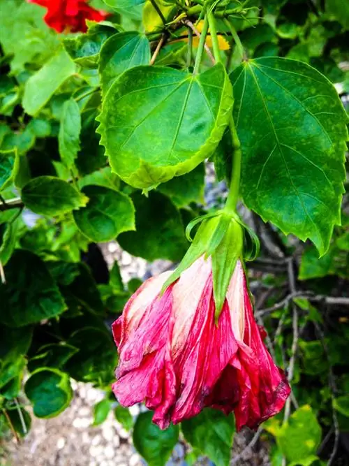 Hibiskus angripen av bladlöss: Vad hjälper egentligen?