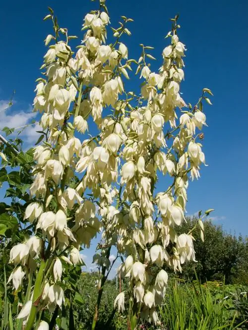 Yucca blomstrer