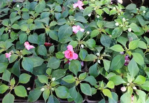 Impatiens бұтасын қалай сәтті қыстауға болады