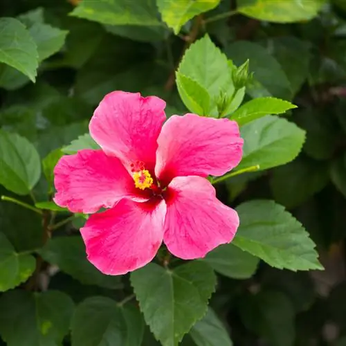 Txiav lub vaj hibiscus