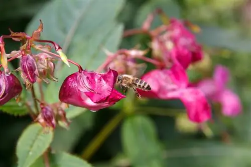 Impatiens შხამიანი