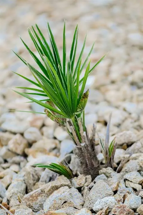 Propagate Yucca