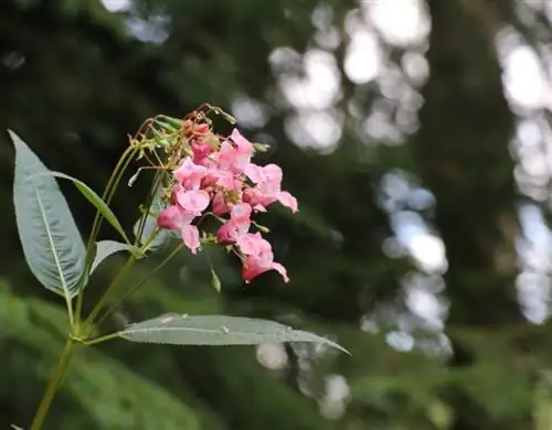 Profil Jewelweed: Fakta menarik tentang tumbuhan ini