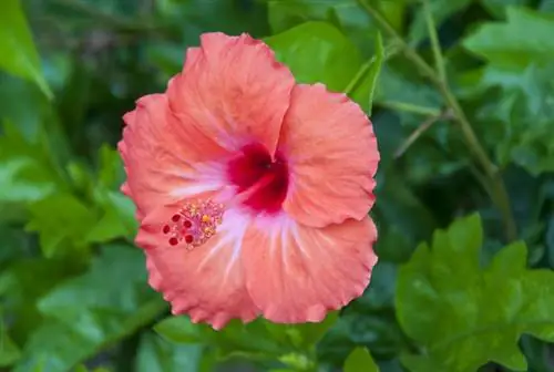 Hibiscus diseases: This is how you recognize and treat them