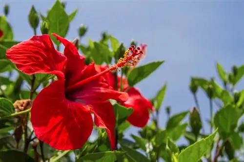 Hibiscus ligging