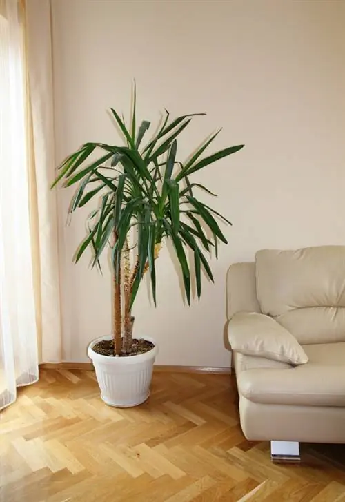 Yucca houseplant