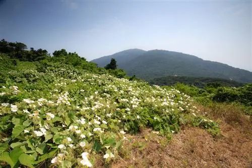 Îndepărtați bindweed