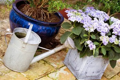 Fertilizing hydrangeas: The best fertilizers & application tips