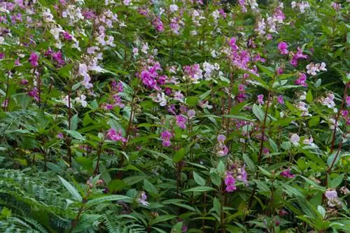 Impatiens weed