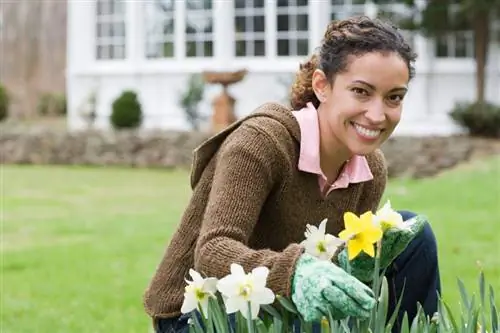 Penjagaan Daffodil: Petua untuk bunga yang sihat & cantik