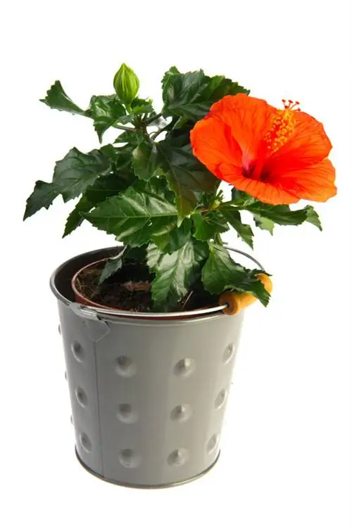 Propageer hibiskus: 4 metodes vir gesonde plante