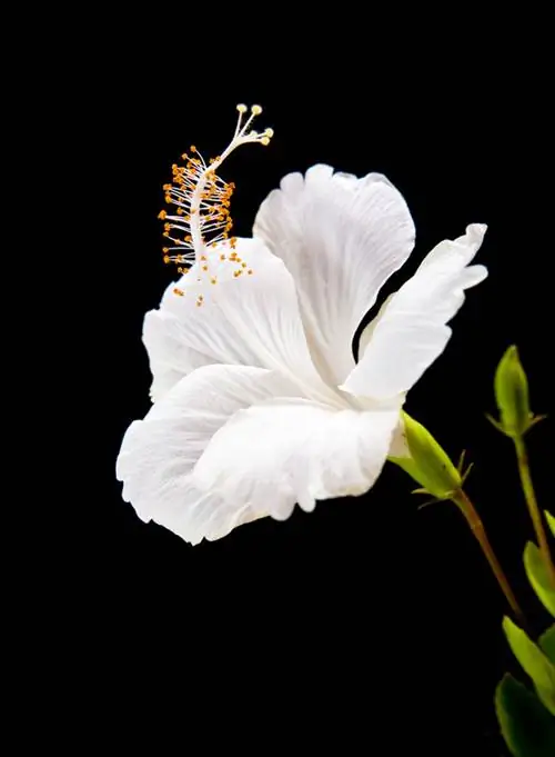 Hibiscus transplanteren