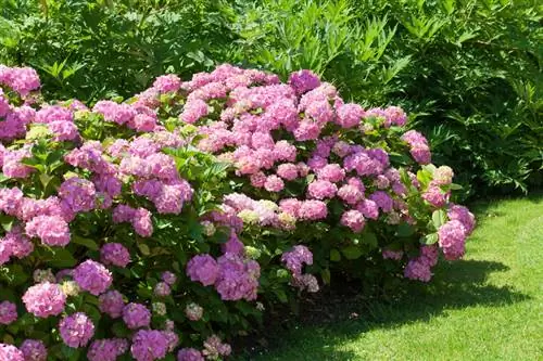 Hortensias en el jardín.