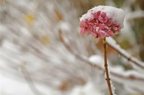 Hortensia en ryp: Hoe om die plant in die winter te beskerm