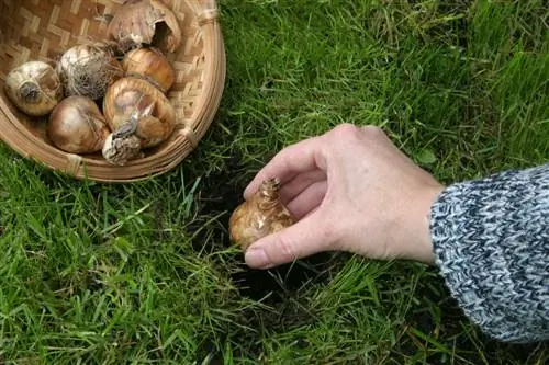 Narcissenbollen planten