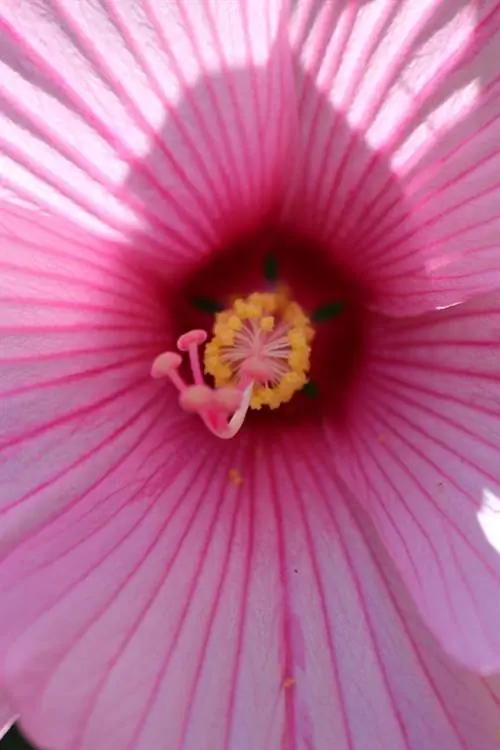 Hibiscus iarna