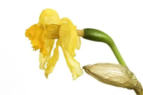 After flowering: Optimal care for daffodils