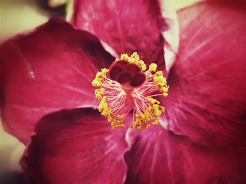 Planter de l'hibiscus