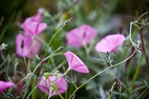 Fighting fence bindweed: effective methods and tips