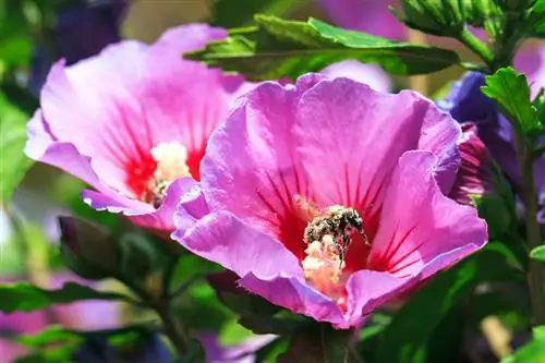 Hibiskus davamlıdır