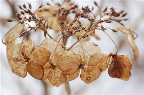 Puas yog koj hydrangea tuag? Nov yog qhov koj yuav cawm tau nws