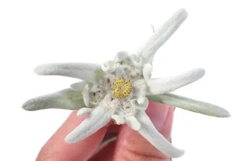 Edelweiss: Effect in volksgeneeskunde, natuurgeneeskunde en cosmetica