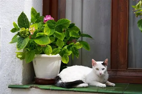 Hortensia tóxica para los gatos