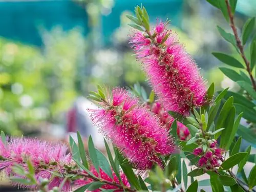 Callistemon-ի խնամք. այսպես է ծաղկում բալոնների մաքրիչը