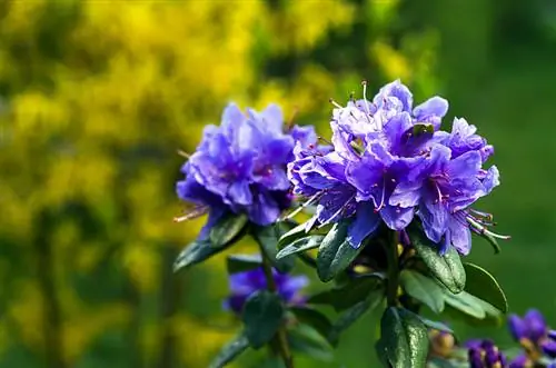 Rhododendron care: This is how they thrive optimally in your garden