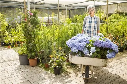 Talaga bang lumalaki ang mga hydrangea sa ganitong laki? Mga Katotohanan at Iba't-ibang