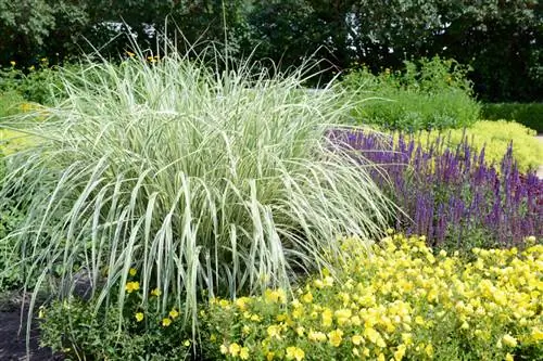 Carex vård