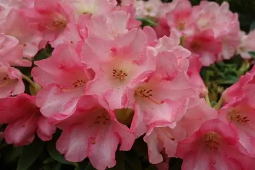 Alisin ang mga bulaklak ng rhododendron