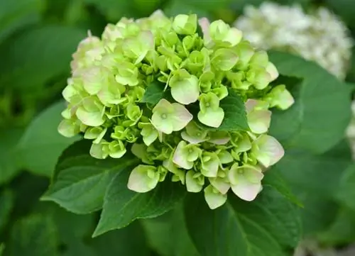 Grön hortensia: naturlig process eller skötselfel?