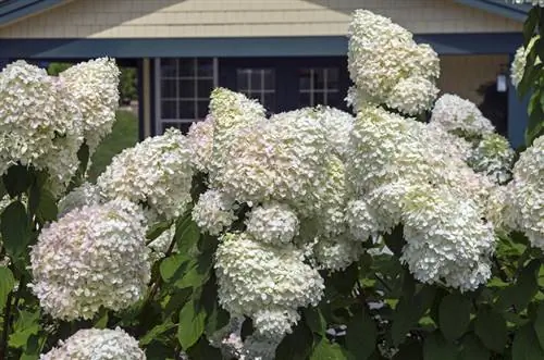 Hydrangea berukuran besar