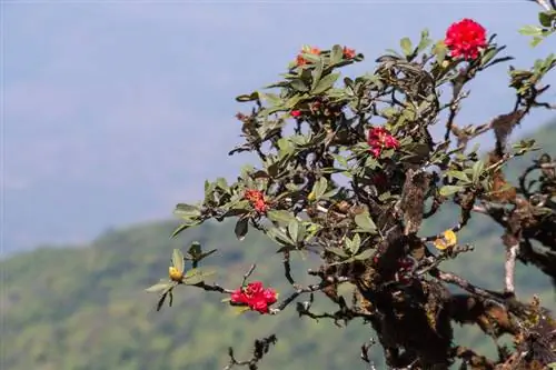 Rhododendron ültetése: tippek a helyhez, a talajhoz és a gondozáshoz