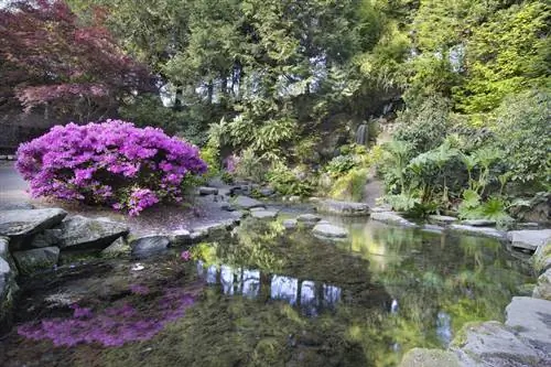 Période de plantation des rhododendrons